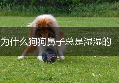 为什么狗狗鼻子总是湿湿的