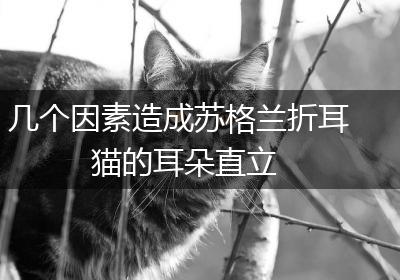 几个因素造成苏格兰折耳猫的耳朵直立