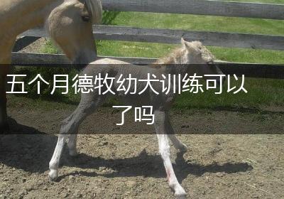 五个月德牧幼犬训练可以了吗