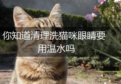 你知道清理洗猫咪眼睛要用温水吗