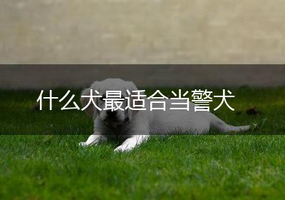 什么犬最适合当警犬