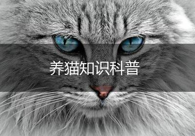 养猫知识科普