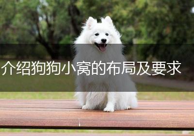 介绍狗狗小窝的布局及要求
