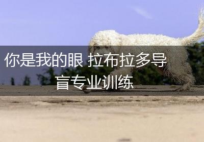 你是我的眼 拉布拉多导盲专业训练