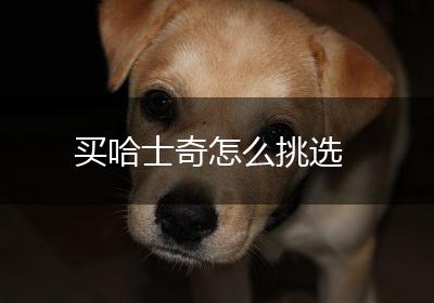 买哈士奇怎么挑选