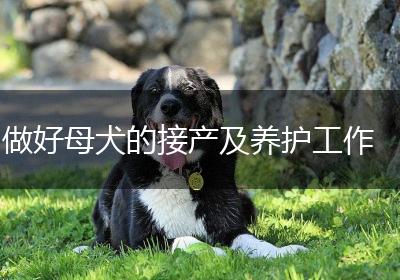 做好母犬的接产及养护工作