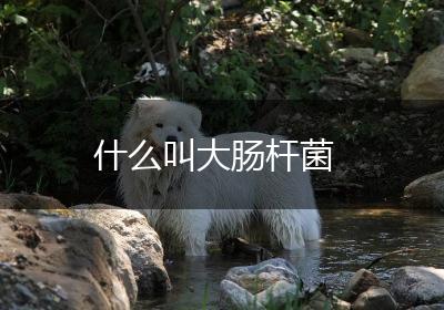 什么叫大肠杆菌