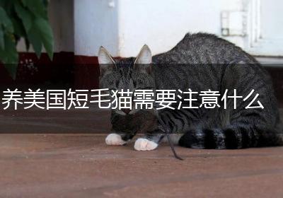 养美国短毛猫需要注意什么