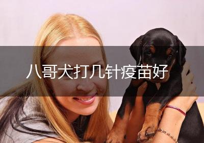 八哥犬打几针疫苗好