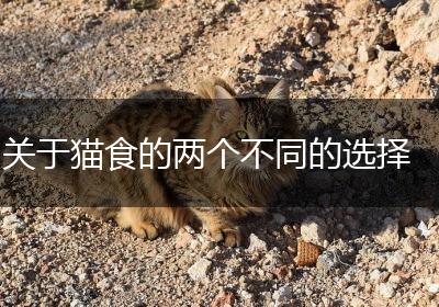 关于猫食的两个不同的选择