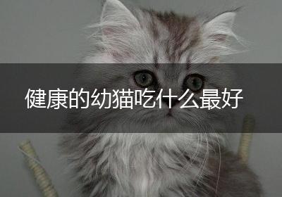 健康的幼猫吃什么最好