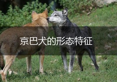 京巴犬的形态特征