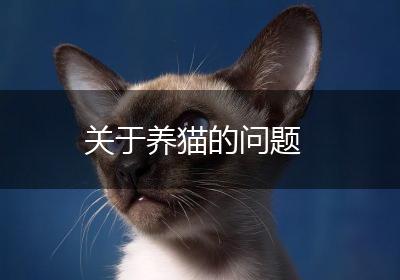 关于养猫的问题