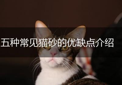 五种常见猫砂的优缺点介绍