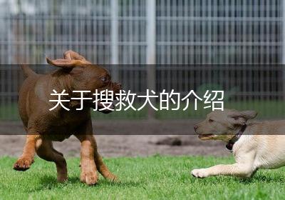 关于搜救犬的介绍