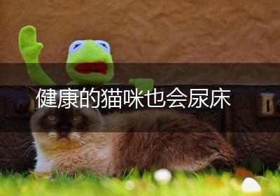 健康的猫咪也会尿床