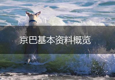 京巴基本资料概览