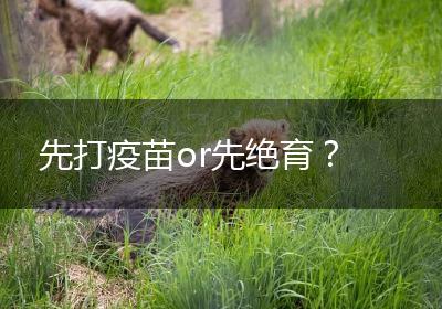先打疫苗or先绝育？