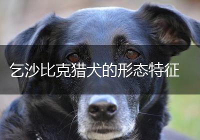 乞沙比克猎犬的形态特征