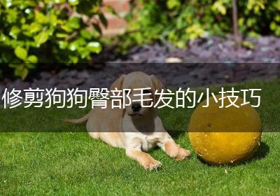 修剪狗狗臀部毛发的小技巧