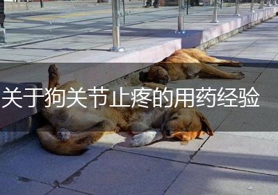 关于狗关节止疼的用药经验