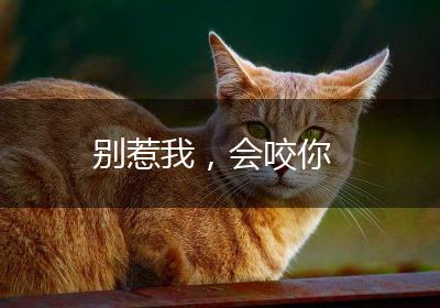 别惹我，会咬你