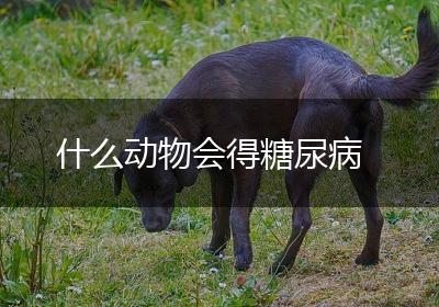 什么动物会得糖尿病