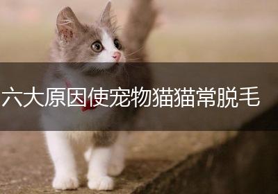六大原因使宠物猫猫常脱毛
