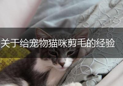 关于给宠物猫咪剪毛的经验