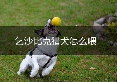 乞沙比克猎犬怎么喂