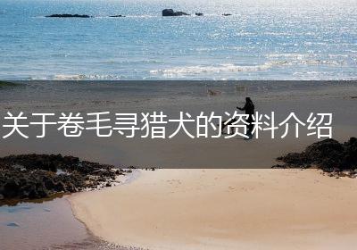 关于卷毛寻猎犬的资料介绍