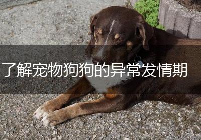 了解宠物狗狗的异常发情期