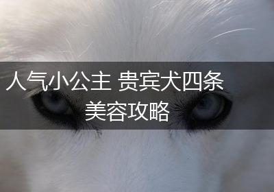 人气小公主 贵宾犬四条美容攻略