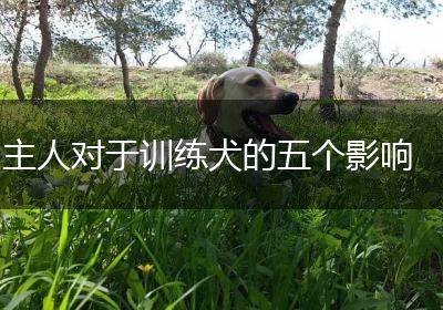 主人对于训练犬的五个影响
