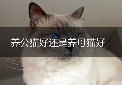 养公猫好还是养母猫好