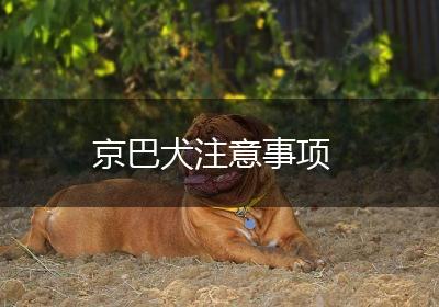 京巴犬注意事项