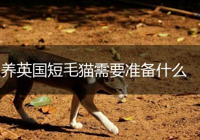 养英国短毛猫需要准备什么