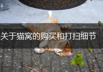 关于猫窝的购买和打扫细节