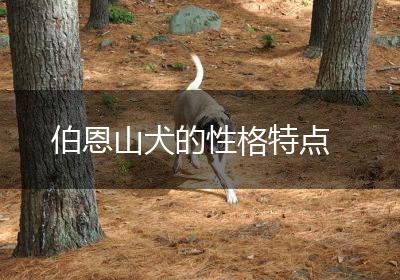 伯恩山犬的性格特点