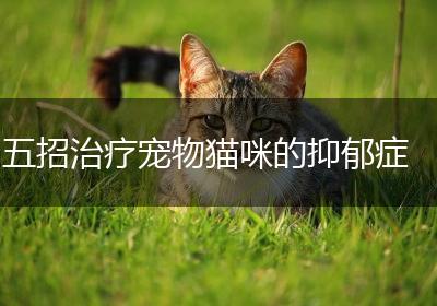 五招治疗宠物猫咪的抑郁症