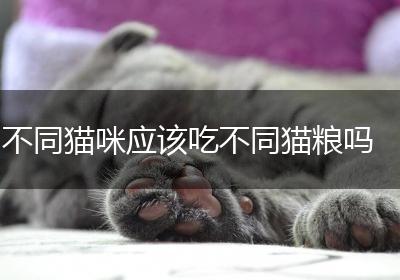 不同猫咪应该吃不同猫粮吗