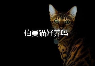 伯曼猫好养吗