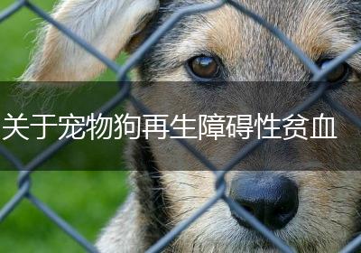 关于宠物狗再生障碍性贫血
