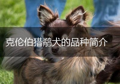 克伦伯猎鹬犬的品种简介