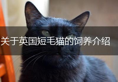 关于英国短毛猫的饲养介绍
