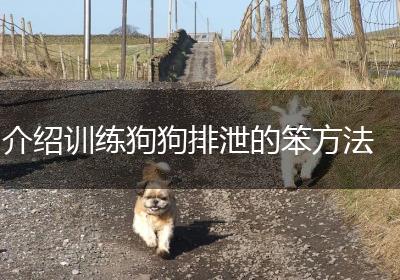 介绍训练狗狗排泄的笨方法