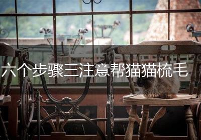 六个步骤三注意帮猫猫梳毛