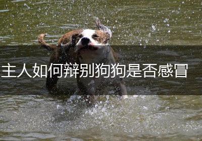 主人如何辩别狗狗是否感冒