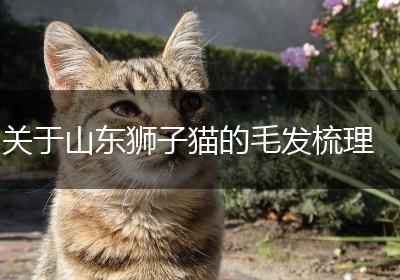 关于山东狮子猫的毛发梳理