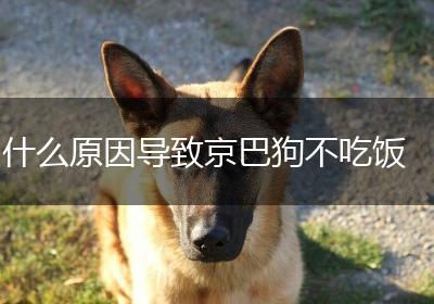 什么原因导致京巴狗不吃饭